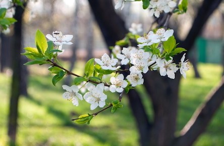 Когда в Украину придет весна: прогноз погоды на март, апрель и май