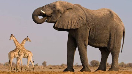 Свежие новости: Немецкая фирма доставит в Николаевский зоопарк слонов и жирафов за ₴1,3 миллиона