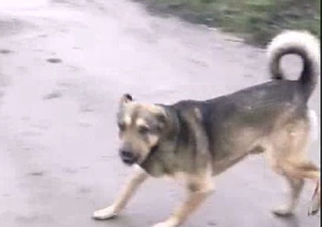 Свежие новости: Жителей Николаевской области «терроризирует» собака