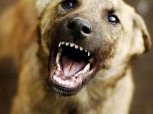 Свежие новости: В Николаеве стая собак напала на людей