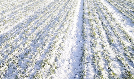 Свежие новости: Погодные условия остаются благоприятными для озимых