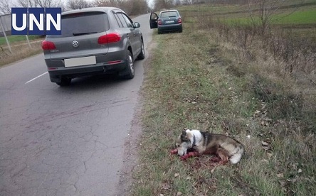 Свежие новости: У МВС розповіли, що загрожує живодеру з Хмельниччини за знущання над собакою