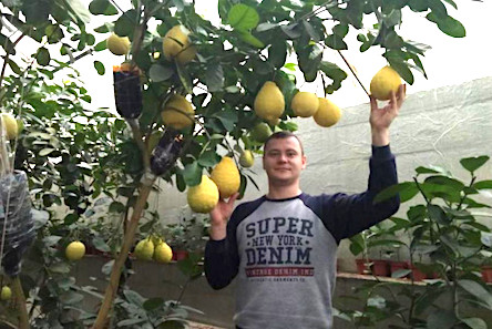 Свежие новости: Одесит вирощує лимони вагою понад 1 кг