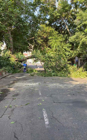 Свежие новости: В центре Одессы упавшее дерево заблокировало улицу
