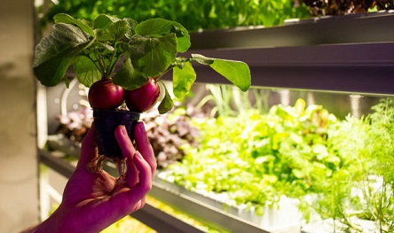 Фото новости: Урожай круглый год: физики создали тепличные экобоксы для дома Свежие новости: Урожай круглый год: физики создали тепличные экобоксы для дома