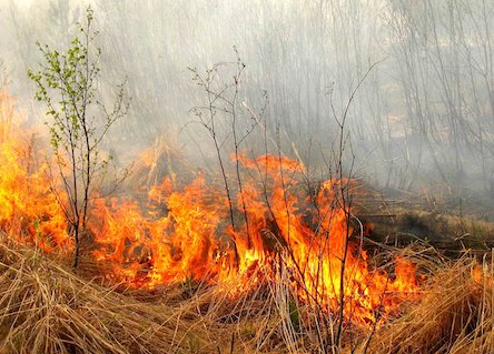 Свежие новости: В Украине предупредили о чрезвычайном уровне пожарной опасности