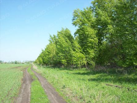 Свежие новости: Житель Снигиревки раньше полиции нашел воров и вывез их на «разговор» в лесопосадку