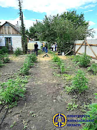 Свежие новости: ФОТО: В Новобугском районе уничтожили плантацию конопли