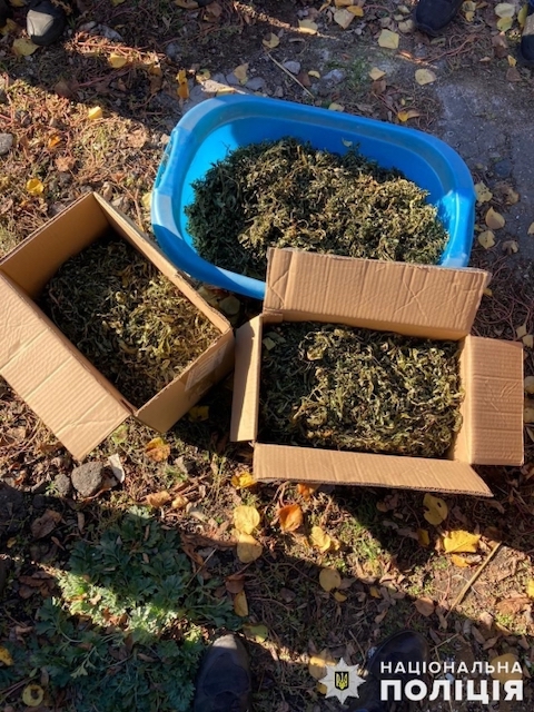 Свежие новости: За наркотичний «сад» у себе під будинком житель Миколаївщини може сісти на вісім років