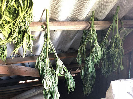 Свежие новости: На Николаевщине у фермера нашли плантацию марихуаны и наркотиков на 1,5 миллиона гривен