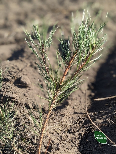 Свежие новости: На Миколаївщині триває масштабне висадження дерев — рахунок іде на мільйони