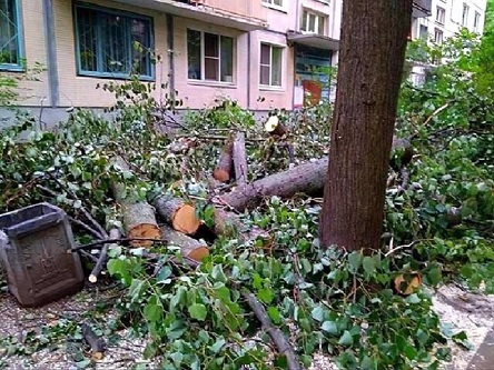 Свежие новости: В Очакове директор коммунального предприятия незаконно спилил деревьев на 250 тысяч гривен