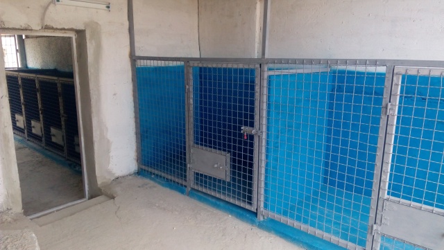 Свежие новости: В Южноукраинске откроют приют для животных