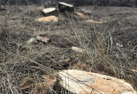 Свежие новости: В Первомайском районе задержали 27-летнего за незаконную вырубку деревьев