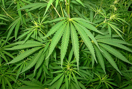 Свежие новости: На Николаевщине полиция изъяла у селян 240 кустов конопли