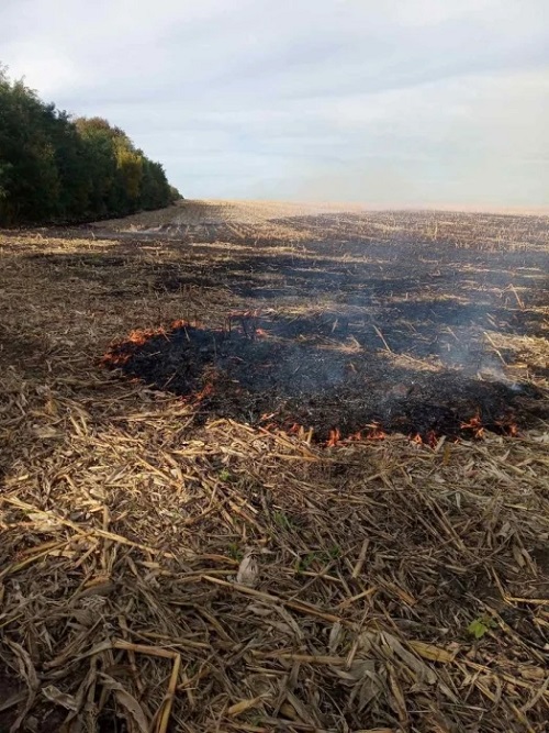 Свежие новости: В Первомайском районе оштрафовали «агрофирму», которая сжигала стерню кукурузы на полях