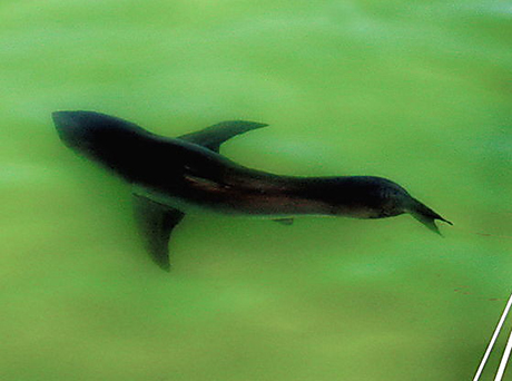 Свежие новости: В США акула напала на человека – мужчина погиб в больнице