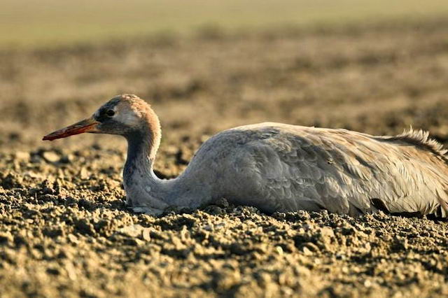 Свежие новости: Редкие серые журавли в заповеднике Аскания-Нова погибли из-за отравления зерном