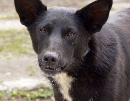 Свежие новости: В Южноукраинске бродит бешеная собака, которая покусала женщину!