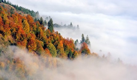 Свежие новости: Сегодня Украину накроет сильный туман