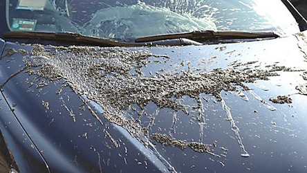 Свежие новости: В Киеве облили кислотой 30 неправильно припаркованных автомобилей