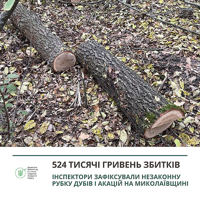 Свежие новости: На Миколаївщині у лісовому насадженні зрубали 64 дуби та 8 акацій