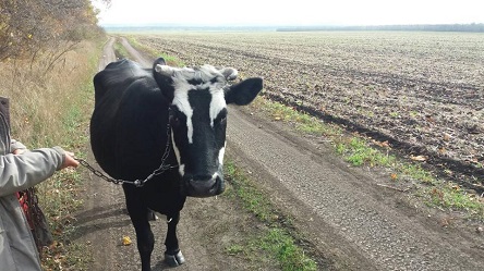 Свежие новости: ФОТО: В Первомайске хозяевам вернули похищенных коров