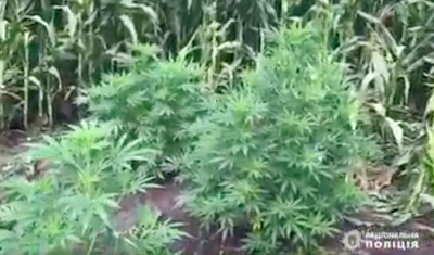 Свежие новости: В Кривом Роге у мужчины изъяли наркотиков на восемь млн грн