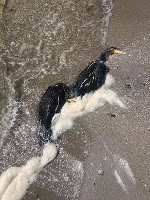 Свежие новости: В Березанском районе зафиксировали гибель черных бакланов