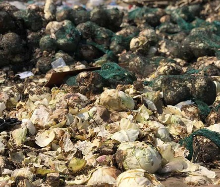 Свежие новости: Убытки от карантина: фермеры выбрасывают тонны овощей