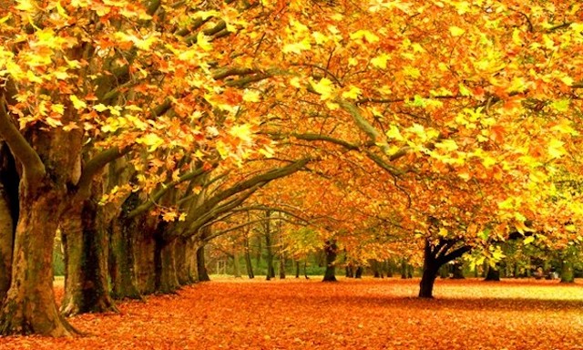 Свежие новости: Листопад несе в Україну сонце