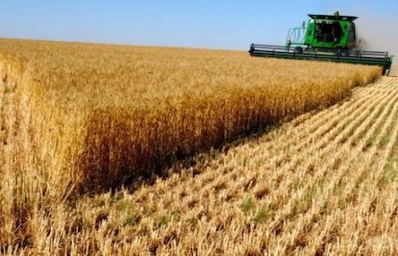 Свежие новости: У Миколаївській області обмолочено 94 % площ ранніх сільськогосподарських культур