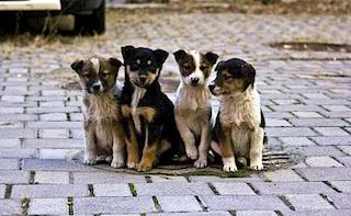 Свежие новости: У Миколаєві невідомі вбили вуличних собак