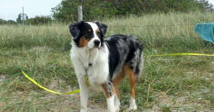 Свежие новости: В Вознесенске разрешили жителям выгуливать собак только в Николаеве