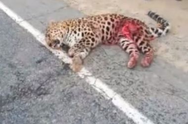 Свежие новости: В России 