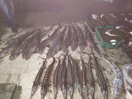 Свежие новости: На Николаевщине житель Херсона незаконно ловил краснокнижных крабов и другие водные биоресурсы - ему сообщили о подозрении