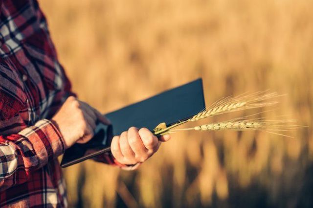 Свежие новости: В Украине хотят усилить поддержку фермеров до 35 лет: закон приняли за основу