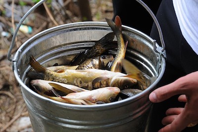 Фото новости: На Николаевщине конфисковали у браконьеров 324 кг рыбы Свежие новости: На Николаевщине конфисковали у браконьеров 324 кг рыбы