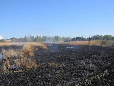 Свежие новости: В Лесках неизвестные подожгли камыш: существовала угроза распространения огня на парк и гаражи