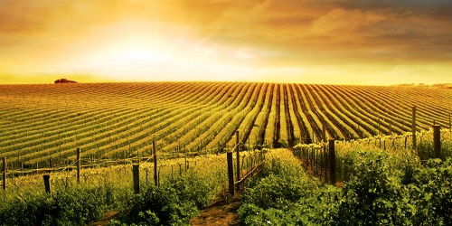 Свежие новости: «Николаевские аграрии имеют мощную поддержку от государства и Президента», - Алексей Савченко о развитии АПК региона