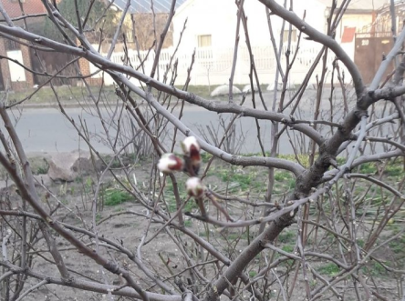 Свежие новости: В Николаеве в начале весны зацвел абрикос