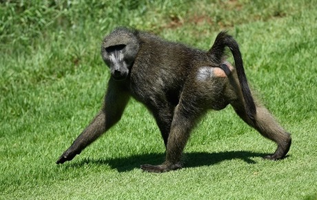 Свежие новости: В Индии стая обезьян убила мужчину кирпичами