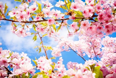 Фото новости: До +17 в Украине. Прогноз погоды на весь март и весенние народные приметы Свежие новости: До +17 в Украине. Прогноз погоды на весь март и весенние народные приметы