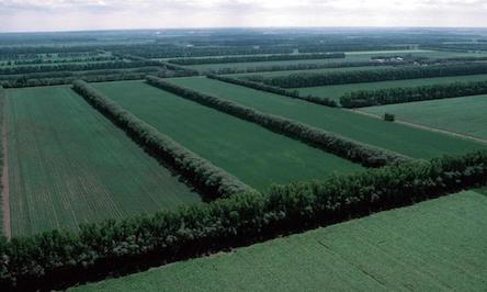 Свежие новости: За три роки на Миколаївщині не було відновлено майже жодного гектару зелених насаджень