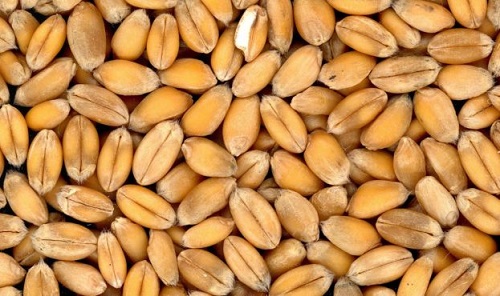 Свежие новости: До 85% всех зерновых в мире заражены микотоксинами