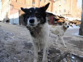 Свежие новости: Очередное нападение бродячих собак на жителей Николаева