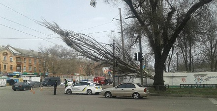 Свежие новости: Тополь упал на провода электросети в Николаеве – движение трамваев заблокировано