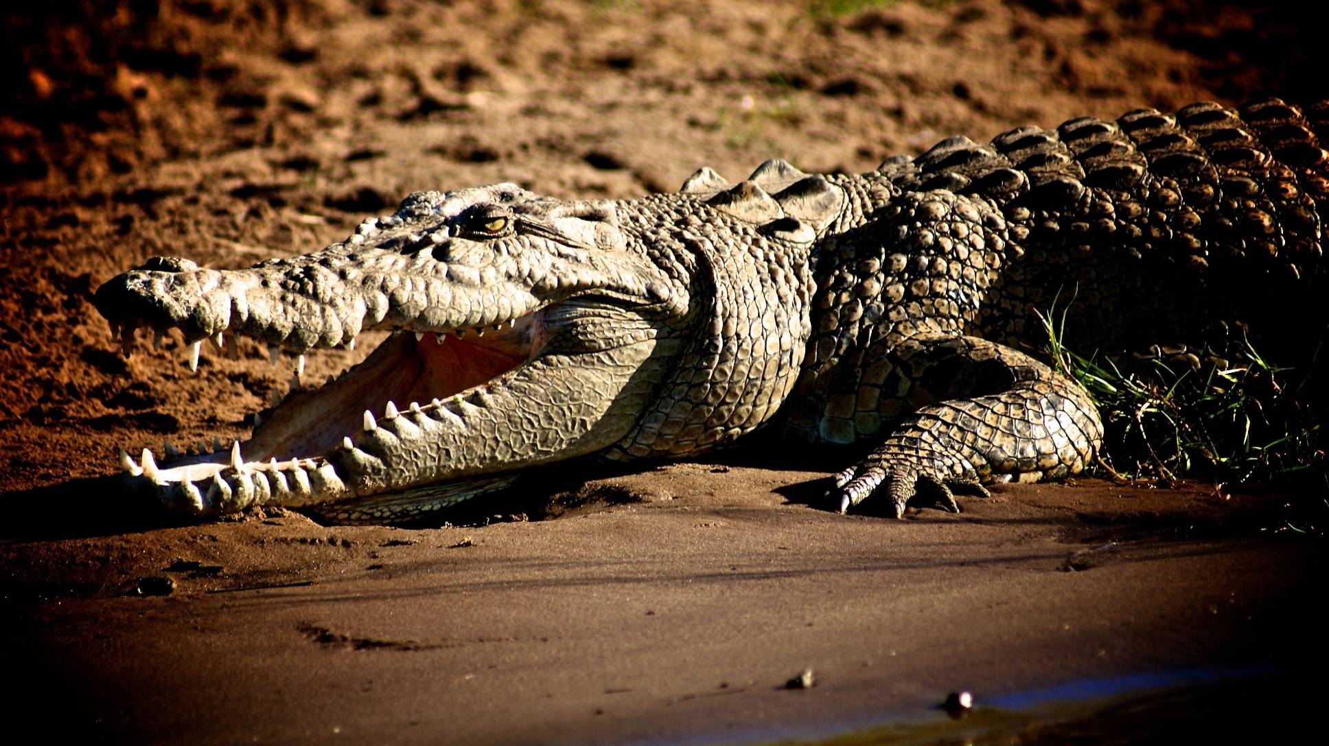 Свежие новости: Крокодил вызвал панику у туристов на пляже ( видео)