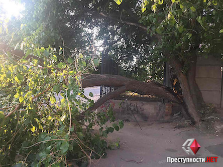 Свежие новости: В Николаеве часть дерева рухнула на дорогу и оборвала сети электропередач – аварийные службы оперативно ее убрали