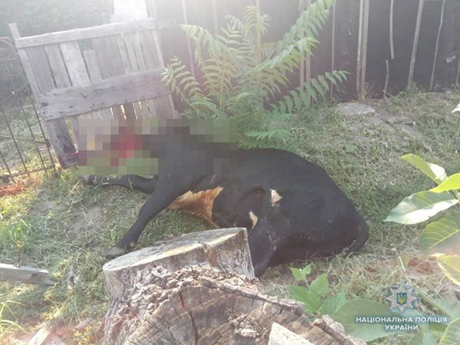 Свежие новости: Сельская коррида: снигиревские полицейские и местный охотник спасли людей от нападения взбесившегося быка